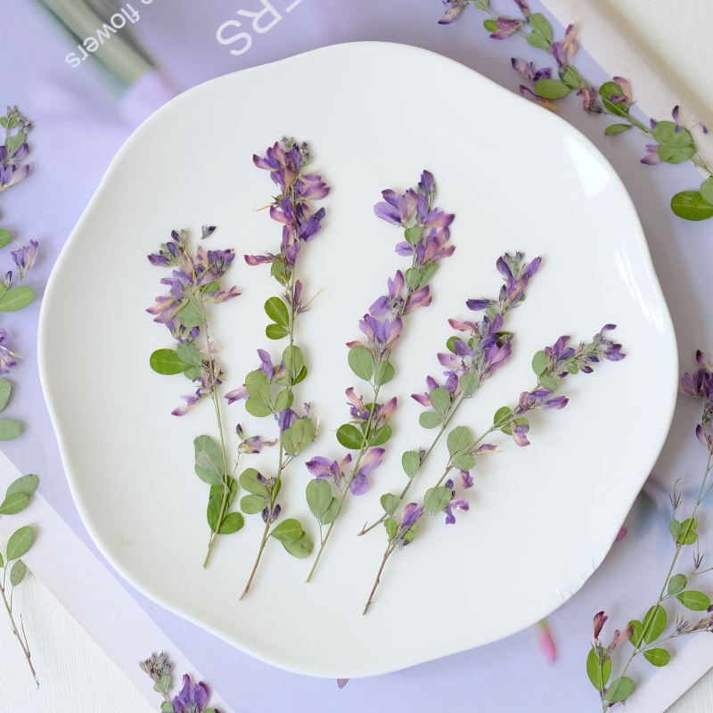 6개, 자연산 레스페다자 포모사 말린 압화, 식물 표본 - Resin Art Photo Frame 리뷰 및 가격
